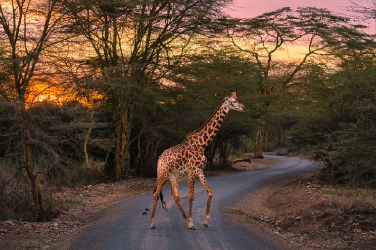 010 Nairobi Nationaal Park.jpg